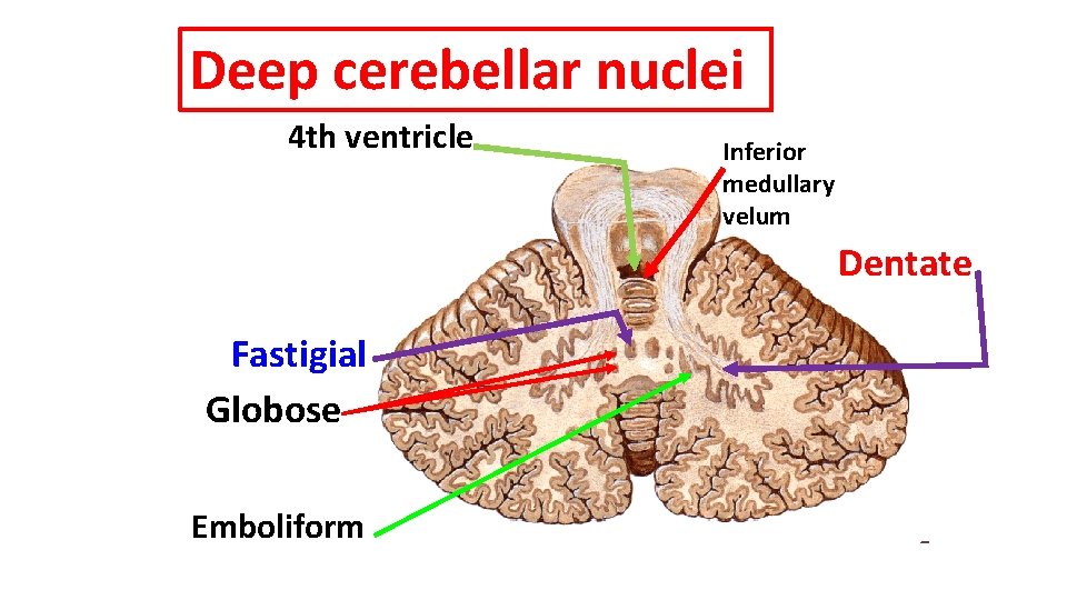 Deep cerebellar nuclei 4 th ventricle Inferior medullary velum Dentate Fastigial Globose Emboliform 
