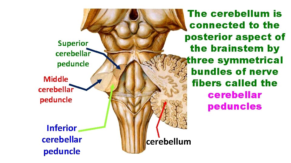 Superior cerebellar peduncle Middle cerebellar peduncle Inferior cerebellar peduncle The cerebellum is connected to