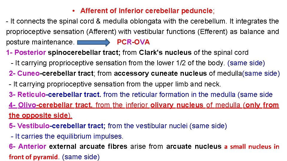  • Afferent of Inferior cerebellar peduncle; - It connects the spinal cord &