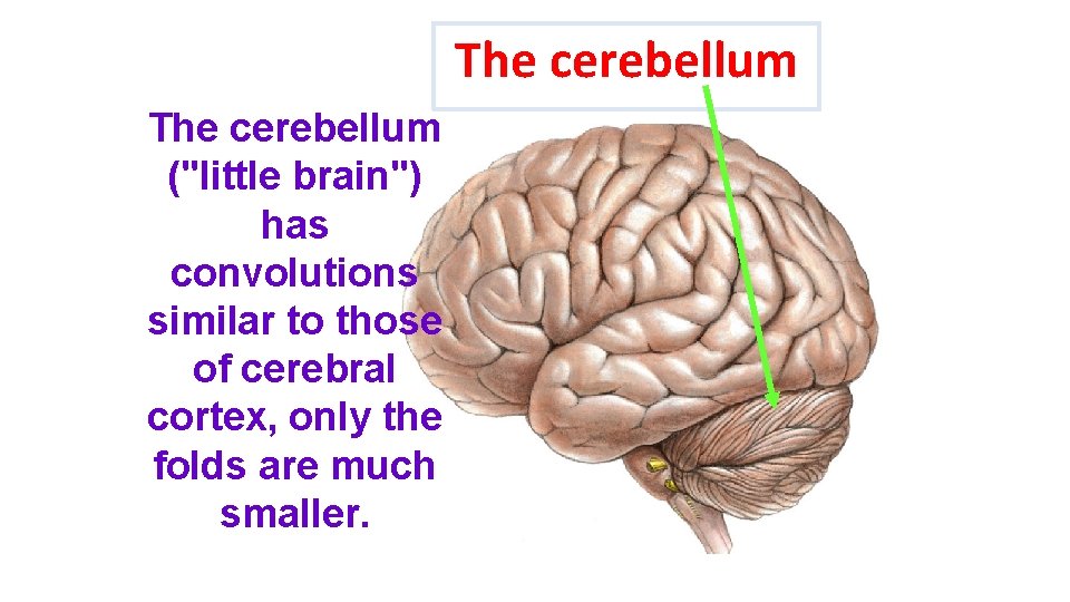 The cerebellum ("little brain") has convolutions similar to those of cerebral cortex, only the