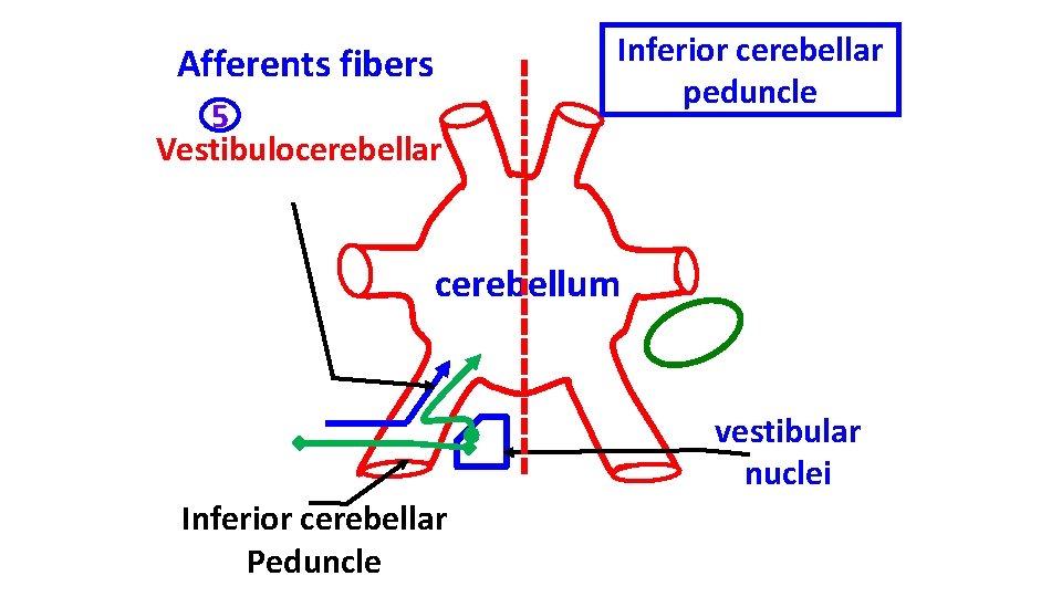 Afferents fibers 5 Vestibulocerebellar Inferior cerebellar peduncle cerebellum vestibular nuclei Inferior cerebellar Peduncle 