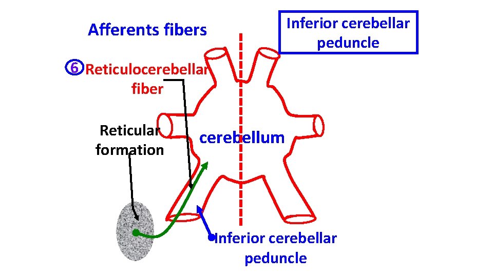 Inferior cerebellar peduncle Afferents fibers 6 Reticulocerebellar fiber Reticular formation cerebellum Inferior cerebellar peduncle