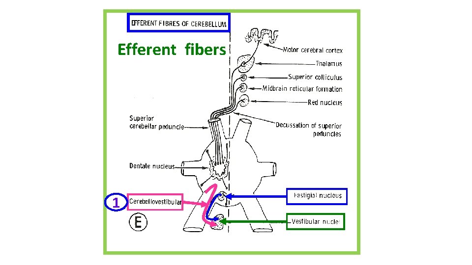 Efferent fibers 1 