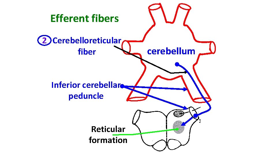 Efferent fibers 2 Cerebelloreticular fiber Inferior cerebellar peduncle Reticular formation cerebellum 