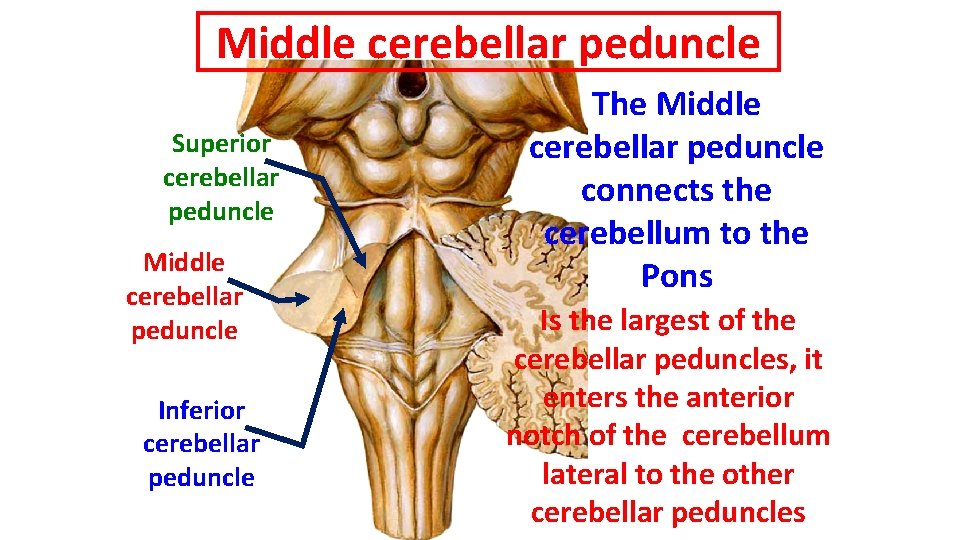 Middle cerebellar peduncle Superior cerebellar peduncle Middle cerebellar peduncle Inferior cerebellar peduncle The Middle