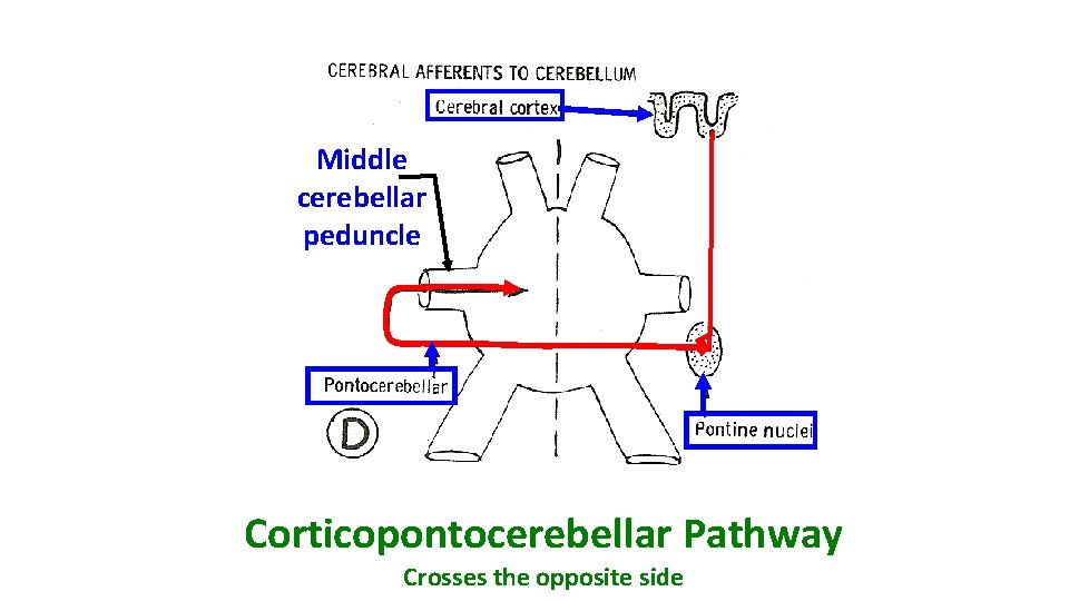 Middle cerebellar peduncle Corticopontocerebellar Pathway Crosses the opposite side 