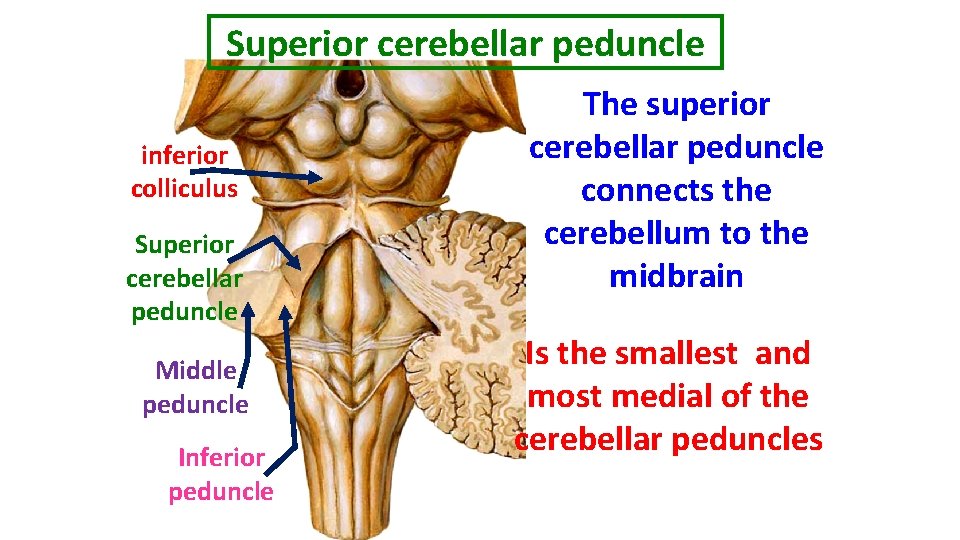 Superior cerebellar peduncle inferior colliculus Superior cerebellar peduncle Middle peduncle Inferior peduncle The superior