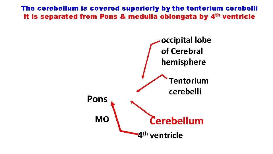 The cerebellum is covered superiorly by the tentorium cerebelli It is separated from Pons