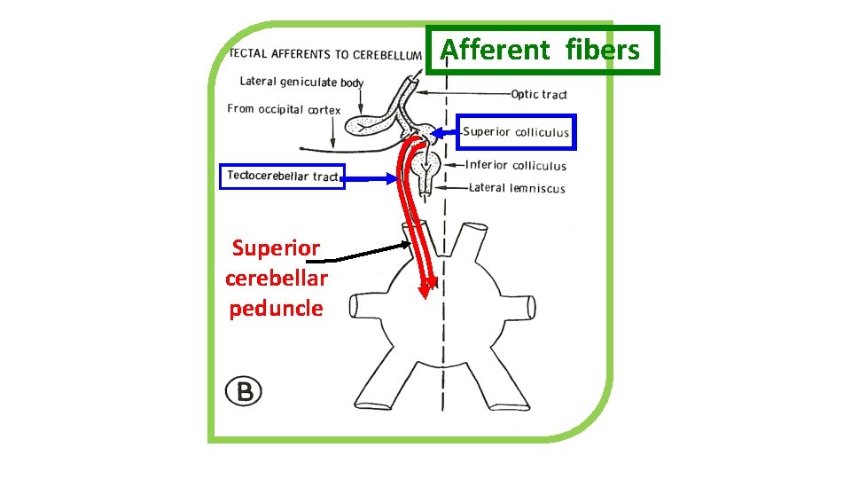 Afferent fibers Superior cerebellar peduncle 