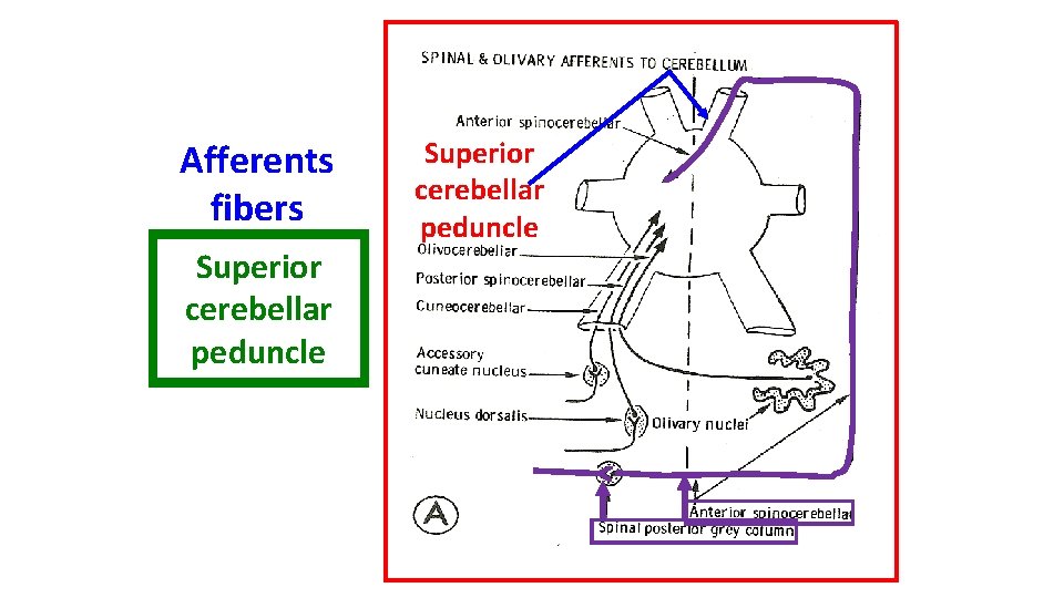 Afferents fibers Superior cerebellar peduncle 
