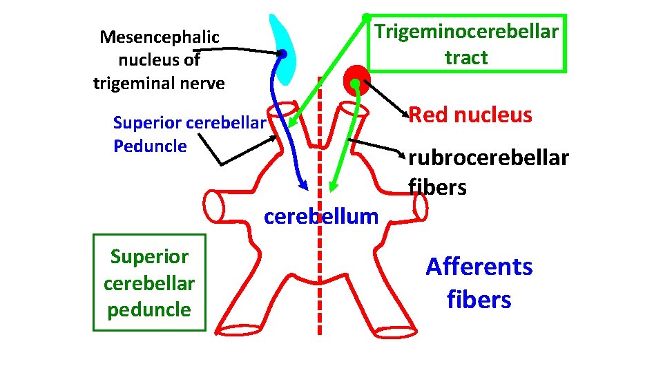 Trigeminocerebellar tract Mesencephalic nucleus of trigeminal nerve Superior cerebellar Peduncle cerebellum Superior cerebellar peduncle