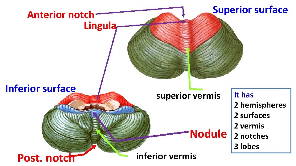 Superior surface Anterior notch Lingula Inferior surface superior vermis Nodule Post. notch inferior vermis