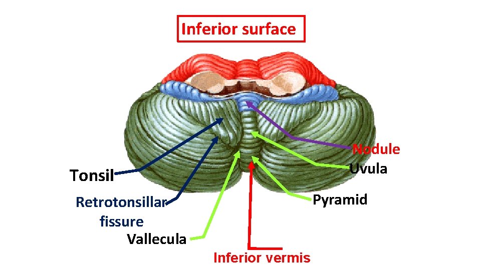 Inferior surface Nodule Uvula Tonsil Pyramid Retrotonsillar fissure Vallecula Inferior vermis 