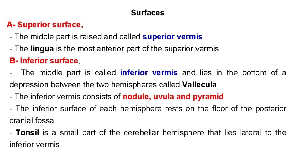 Surfaces A- Superior surface, - The middle part is raised and called superior vermis.