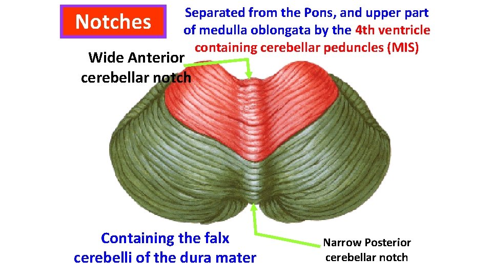 Notches Separated from the Pons, and upper part of medulla oblongata by the 4