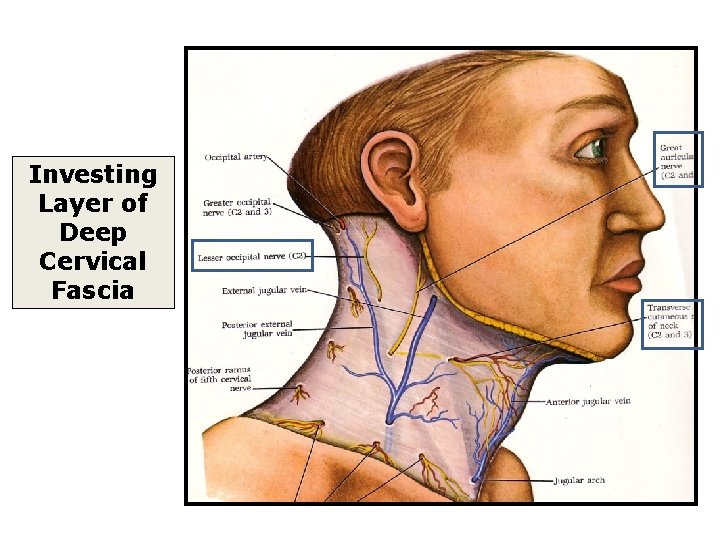 Investing Layer of Deep Cervical Fascia 