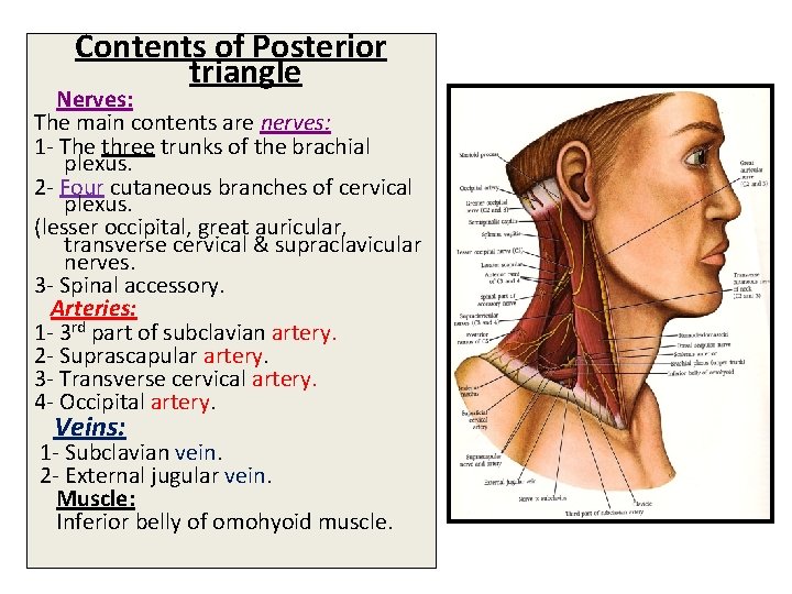 Contents of Posterior triangle Nerves: The main contents are nerves: 1 - The three
