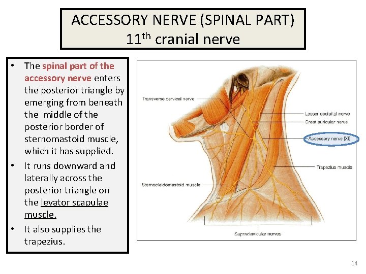 ACCESSORY NERVE (SPINAL PART) 11 th cranial nerve • The spinal part of the