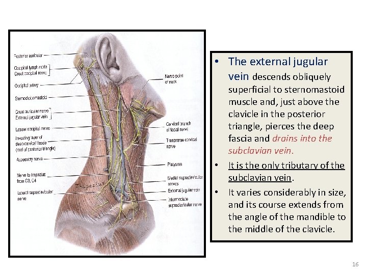 • The external jugular vein descends obliquely superficial to sternomastoid muscle and, just