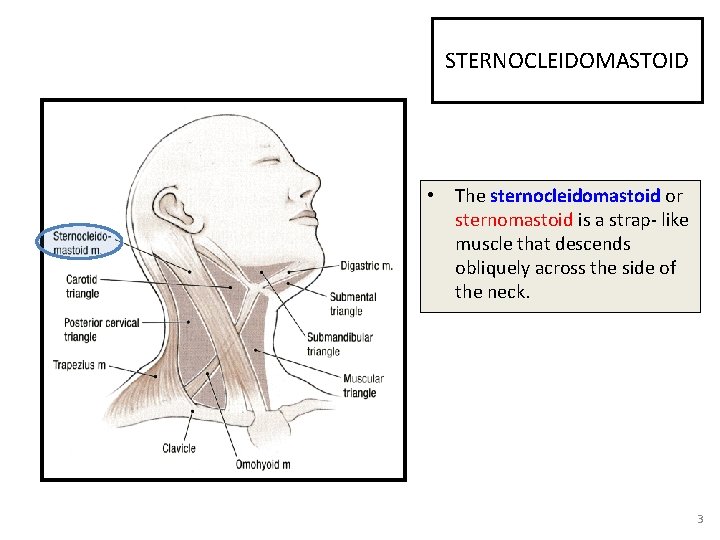 STERNOCLEIDOMASTOID • The sternocleidomastoid or sternomastoid is a strap- like muscle that descends obliquely