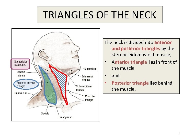 TRIANGLES OF THE NECK The neck is divided into anterior and posterior triangles by
