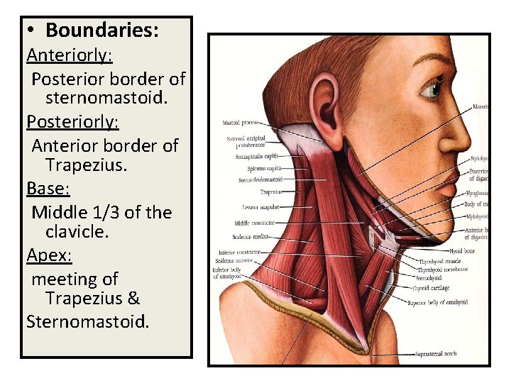  • Boundaries: Anteriorly: Posterior border of sternomastoid. Posteriorly: Anterior border of Trapezius. Base: