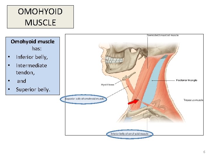 OMOHYOID MUSCLE Omohyoid muscle has: • Inferior belly, • Intermediate tendon, • and •
