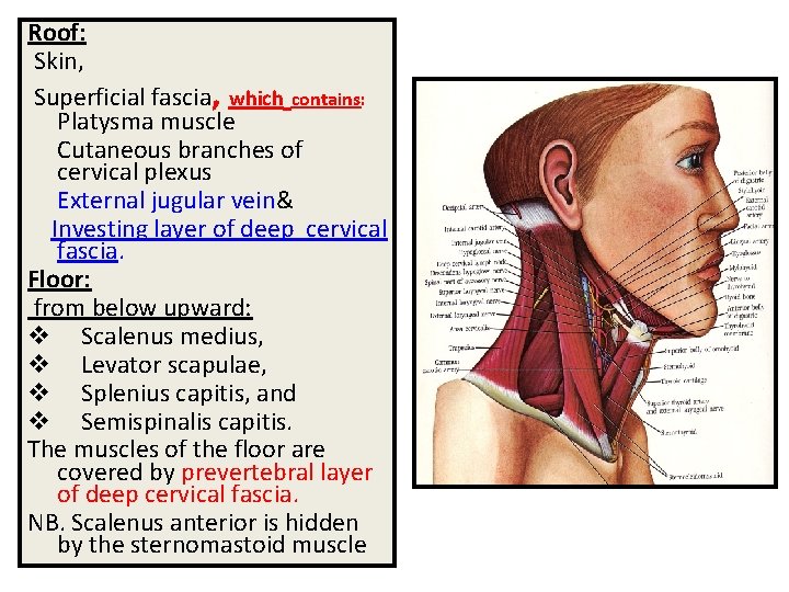 Roof: Skin, Superficial fascia, which contains: Platysma muscle Cutaneous branches of cervical plexus External