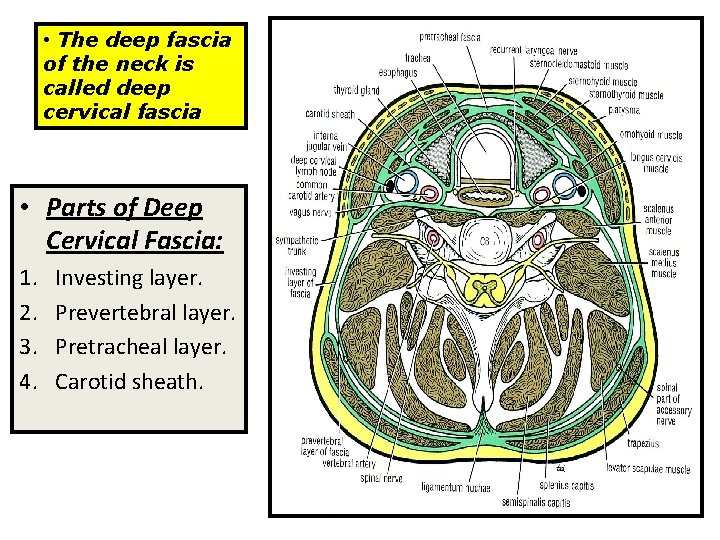  • The deep fascia of the neck is called deep cervical fascia •