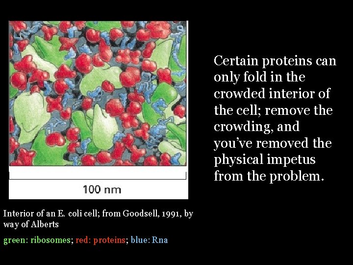 Certain proteins can only fold in the crowded interior of the cell; remove the