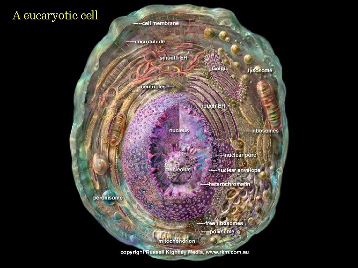 A eucaryotic cell 