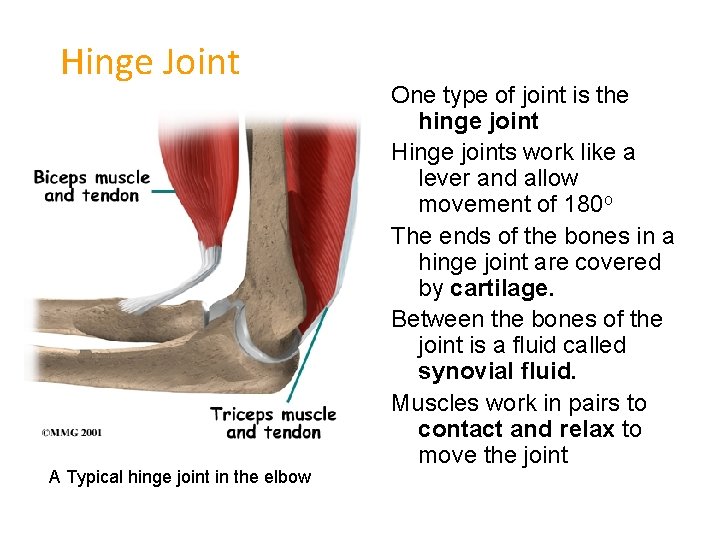 Hinge Joint A Typical hinge joint in the elbow One type of joint is