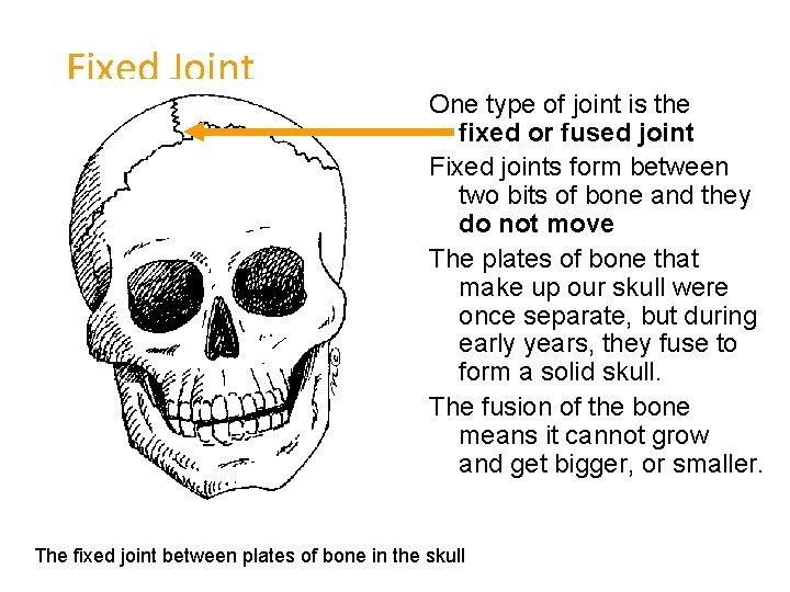 Fixed Joint One type of joint is the fixed or fused joint Fixed joints