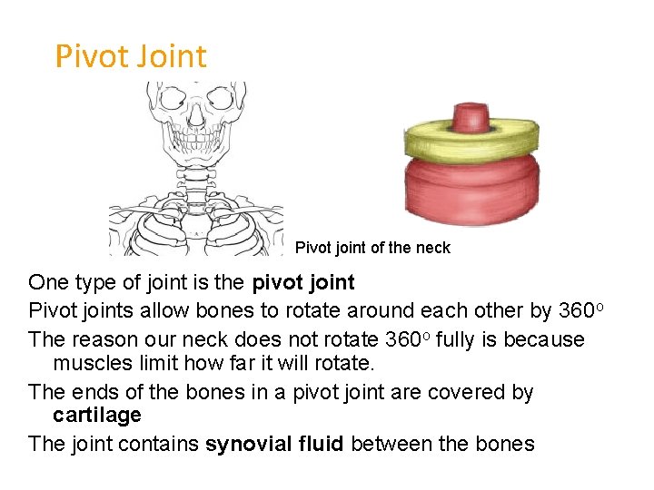 Pivot Joint Pivot joint of the neck One type of joint is the pivot