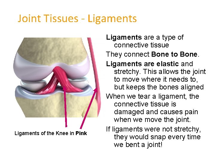 Joint Tissues - Ligaments of the Knee in Pink Ligaments are a type of