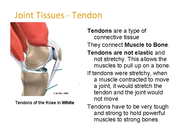 Joint Tissues - Tendons of the Knee in White Tendons are a type of