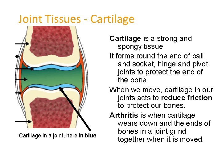 Joint Tissues - Cartilage in a joint, here in blue Cartilage is a strong