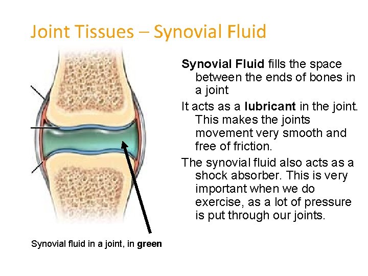 Joint Tissues – Synovial Fluid fills the space between the ends of bones in