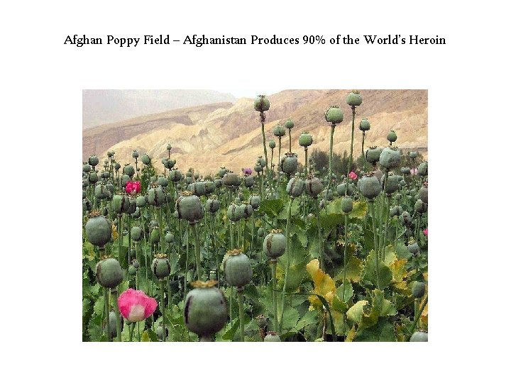 Afghan Poppy Field – Afghanistan Produces 90% of the World’s Heroin 