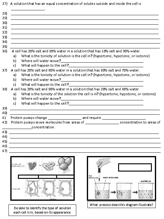 27) A solution that has an equal concentration of solutes outside and inside the