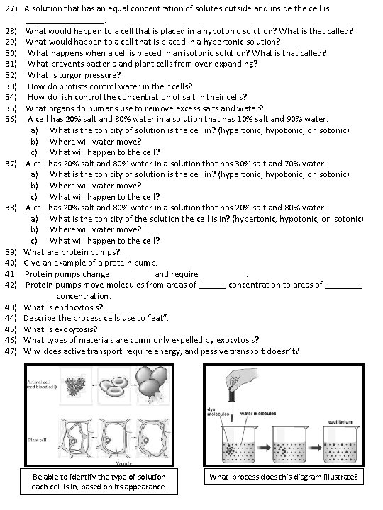 27) A solution that has an equal concentration of solutes outside and inside the