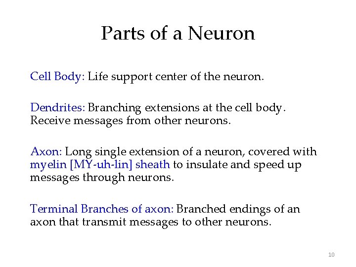 Parts of a Neuron Cell Body: Life support center of the neuron. Dendrites: Branching