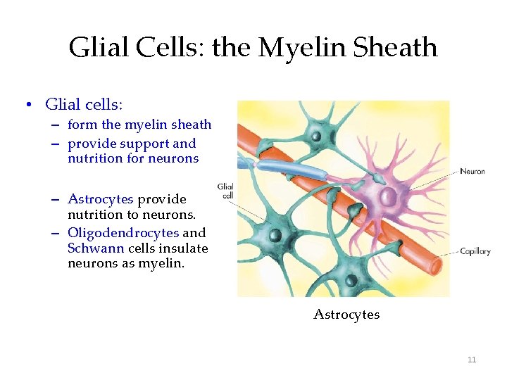 Glial Cells: the Myelin Sheath • Glial cells: – form the myelin sheath –