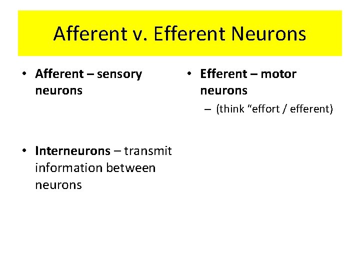 Afferent v. Efferent Neurons • Afferent – sensory neurons • Efferent – motor neurons