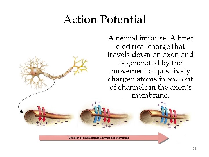 Action Potential A neural impulse. A brief electrical charge that travels down an axon