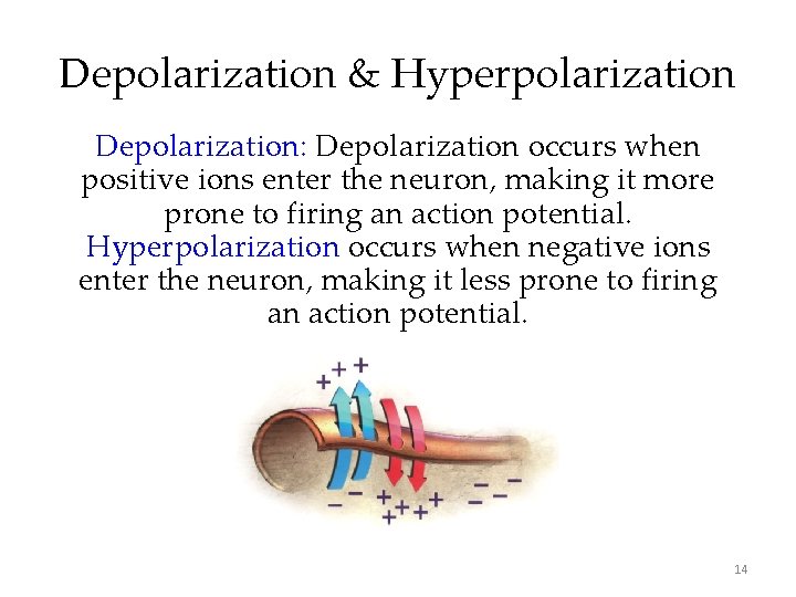 Depolarization & Hyperpolarization Depolarization: Depolarization occurs when positive ions enter the neuron, making it