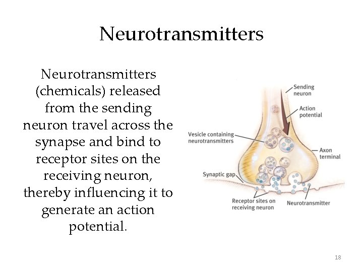 Neurotransmitters (chemicals) released from the sending neuron travel across the synapse and bind to