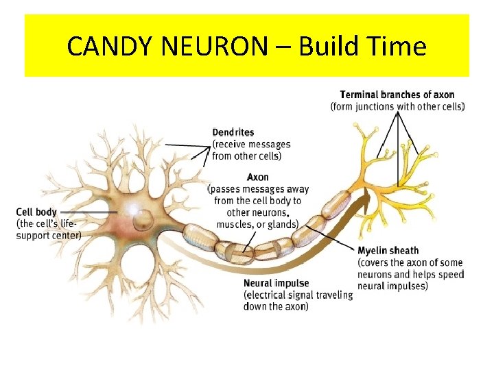 CANDY NEURON – Build Time 