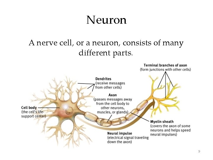 Neuron A nerve cell, or a neuron, consists of many different parts. 9 