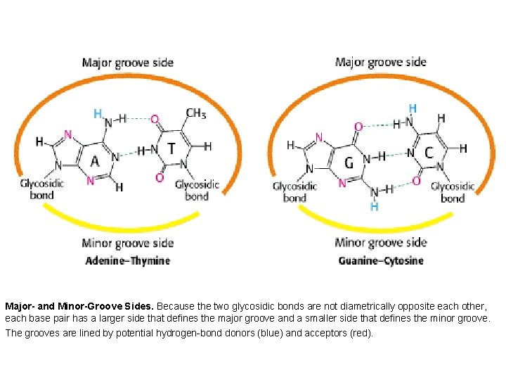 Major- and Minor-Groove Sides. Because the two glycosidic bonds are not diametrically opposite each
